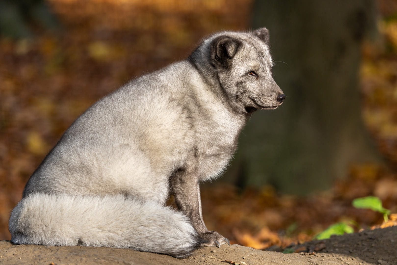 Polarfuchs