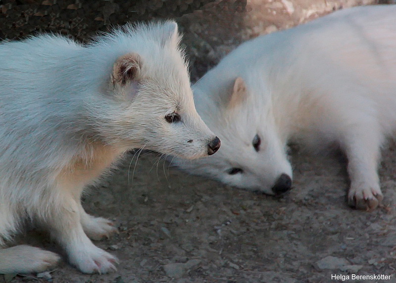 Polarfuchs