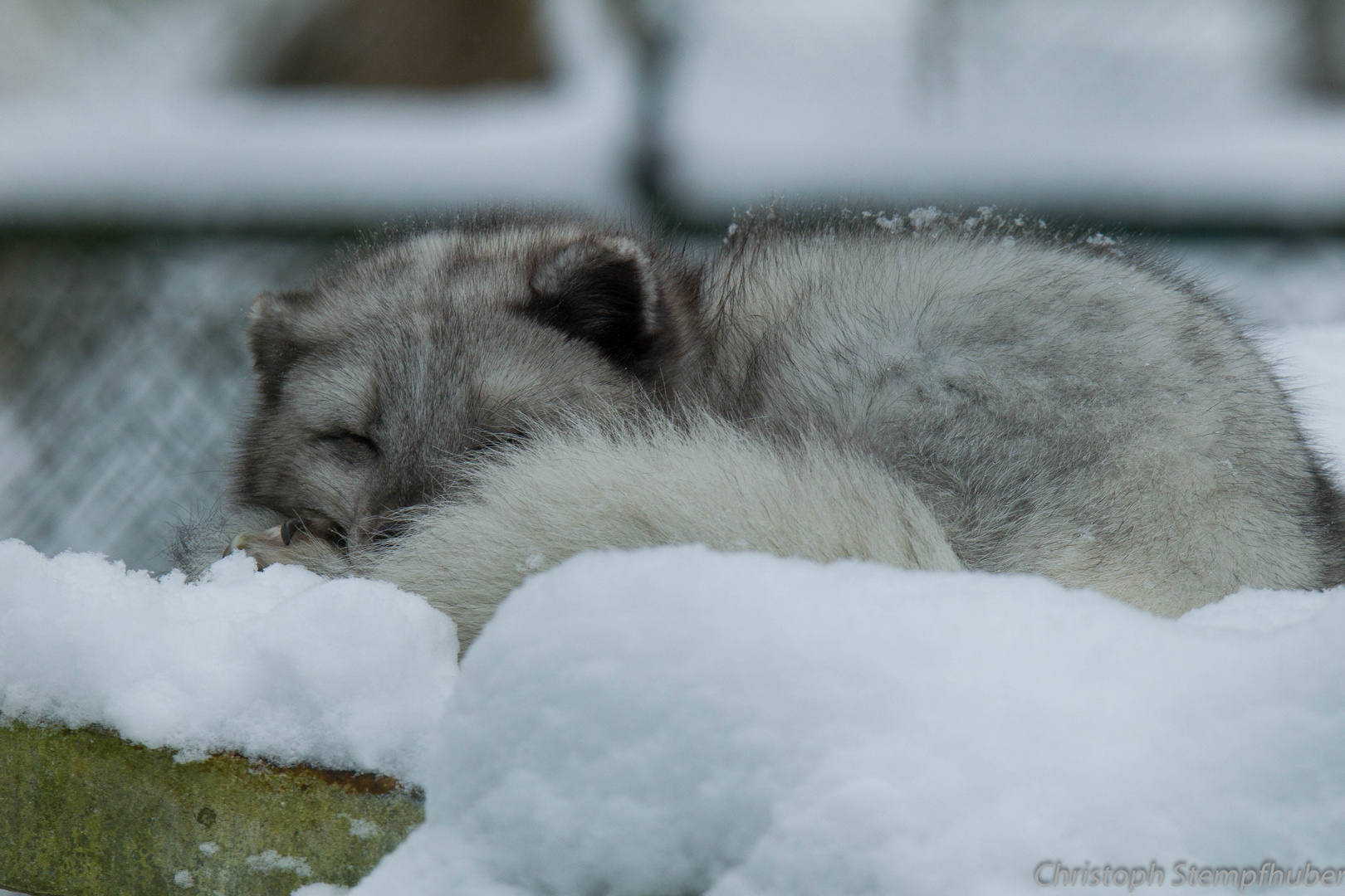 Polarfuchs