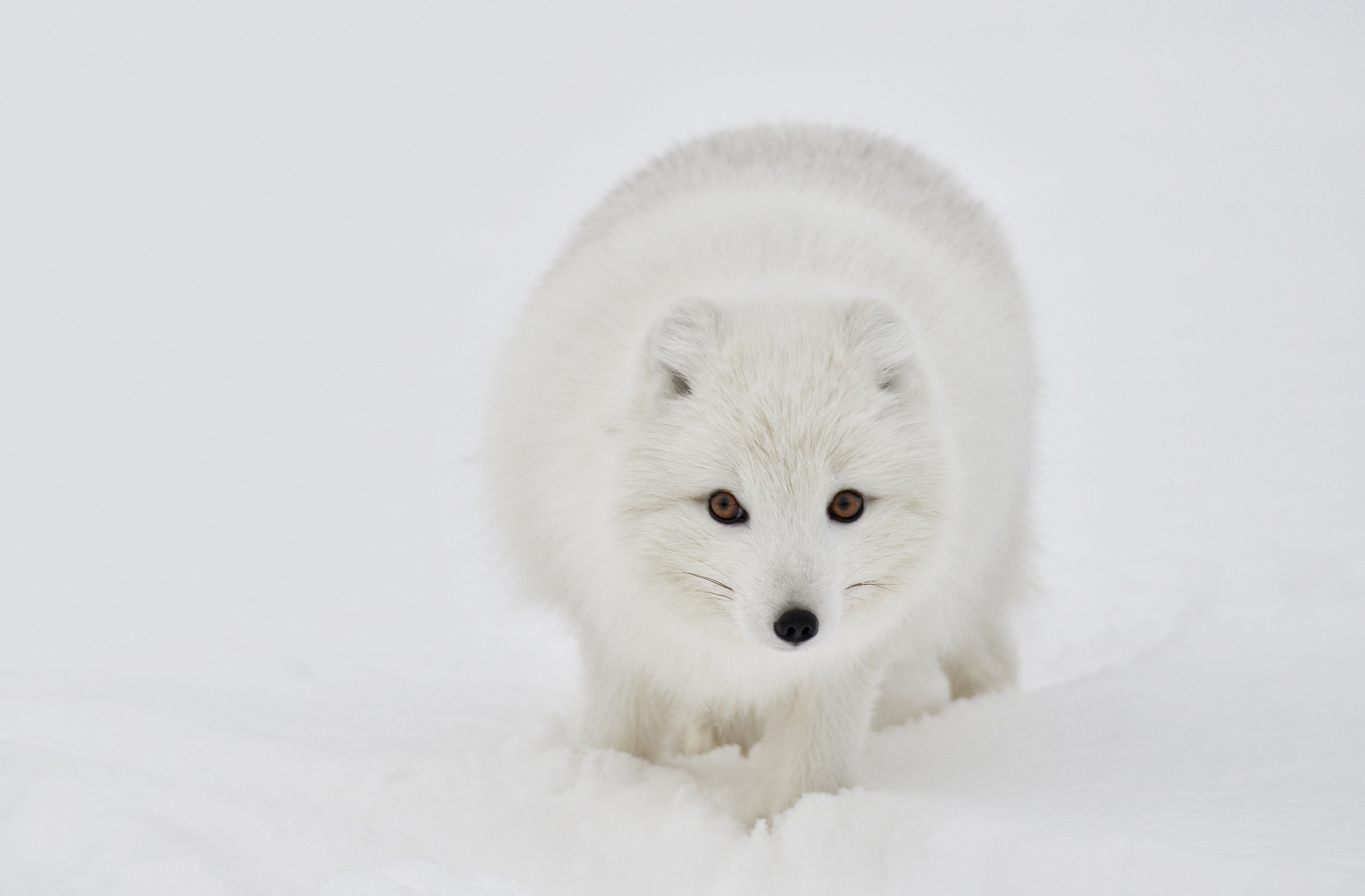 Polarfuchs