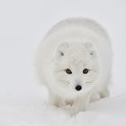 Polarfuchs