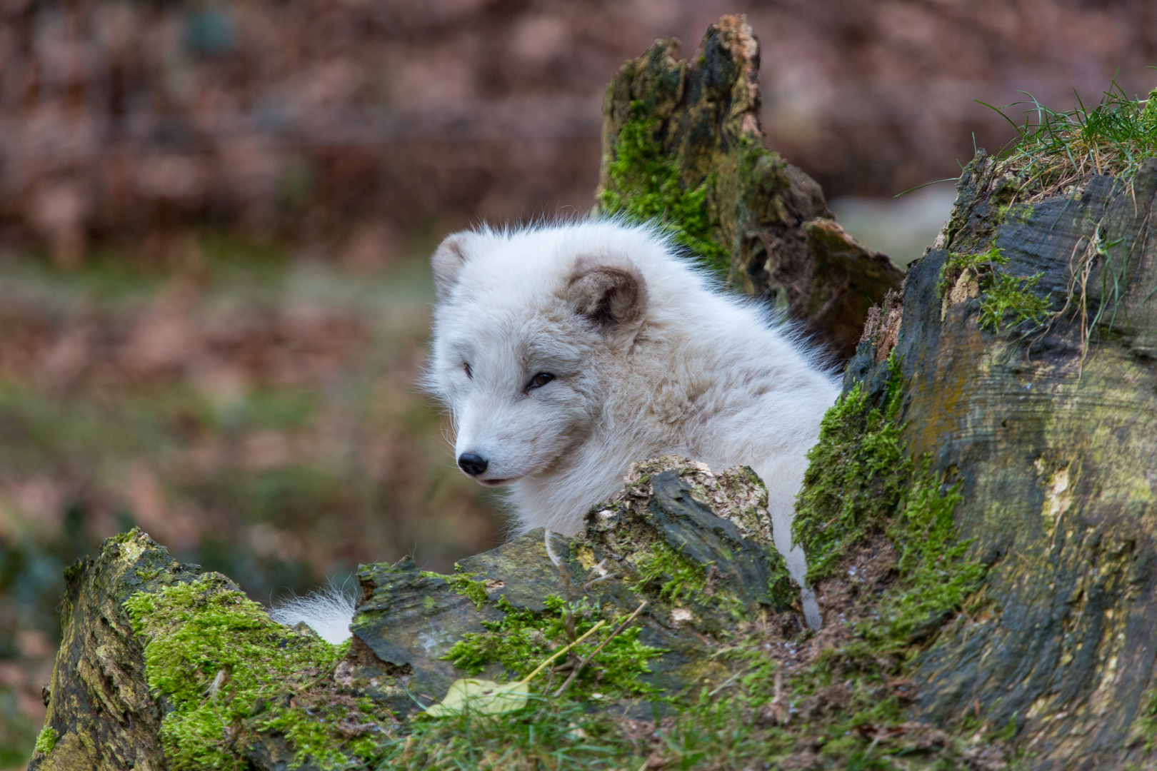 Polarfuchs