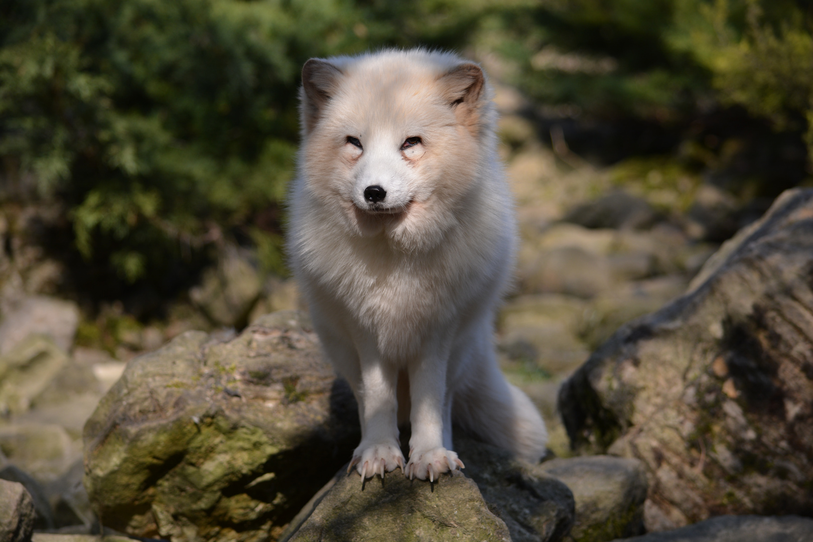 Polarfuchs