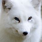 Polarfuchs 1