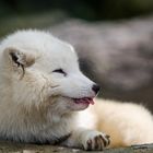 Polarfuchs