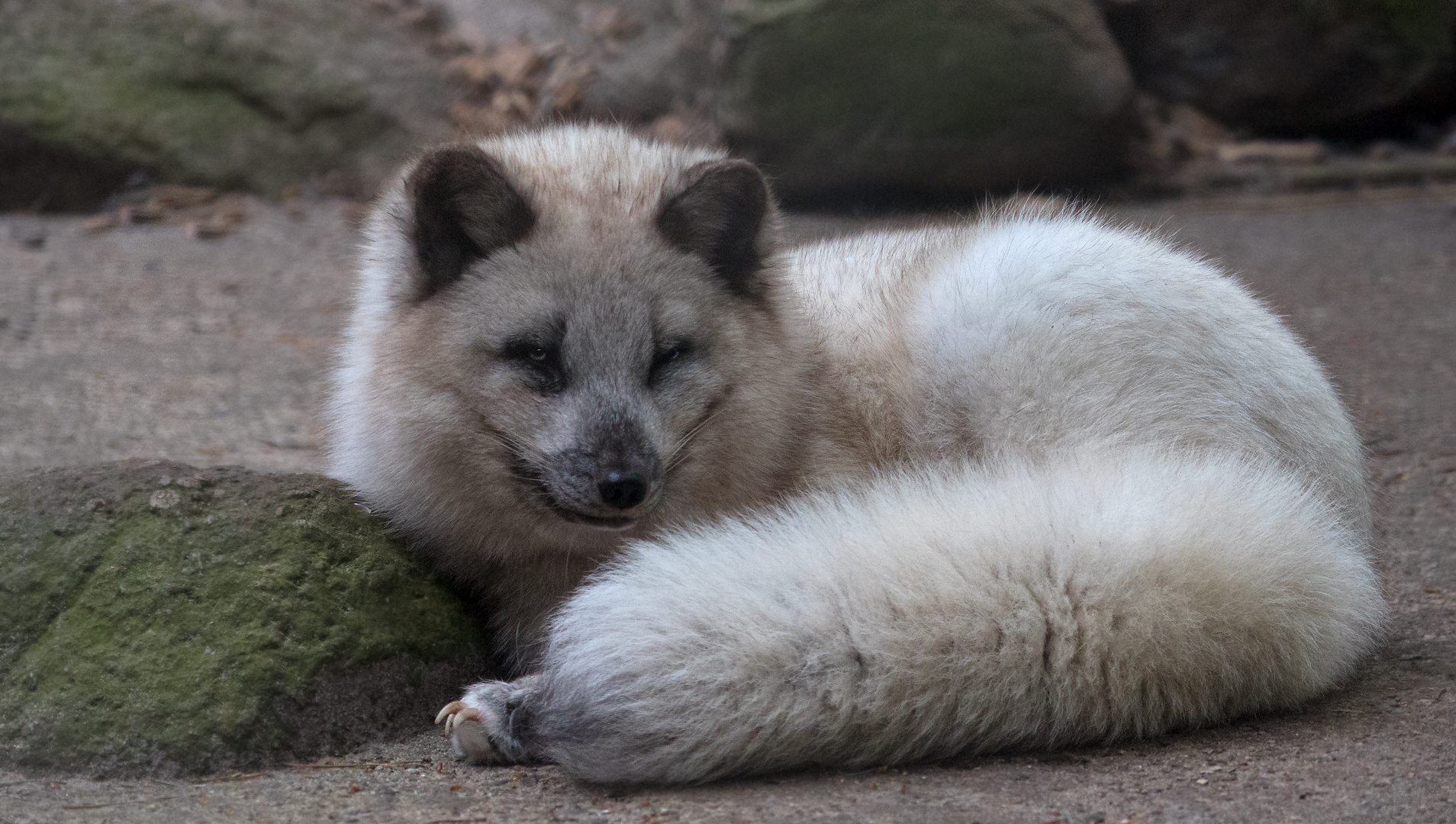 Polarfuchs 