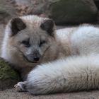 Polarfuchs 