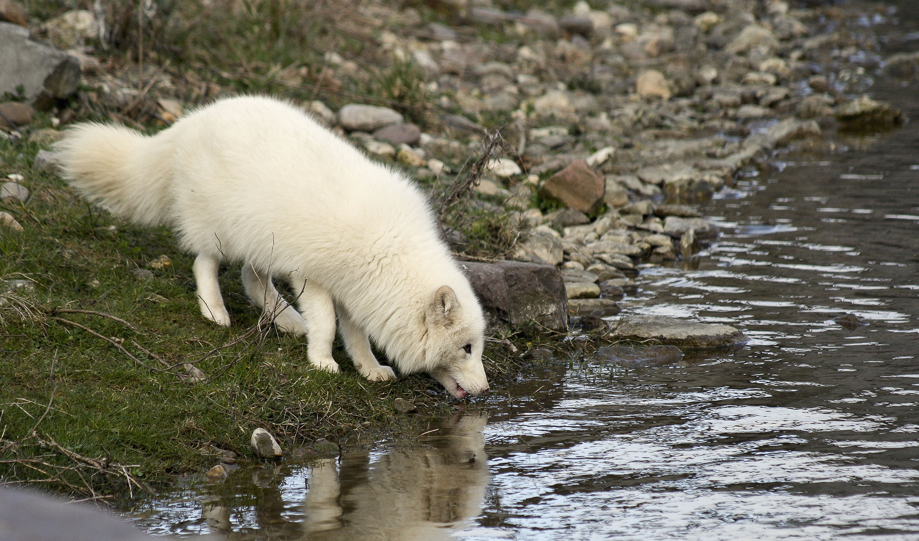 Polarfuchs