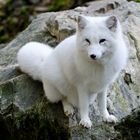 Polarfuchs 2