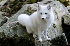 Polarfuchs 2