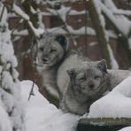 Polarfuchs 2