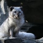 Polarfuchs 2