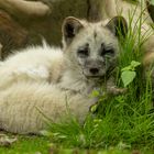 Polarfuchs