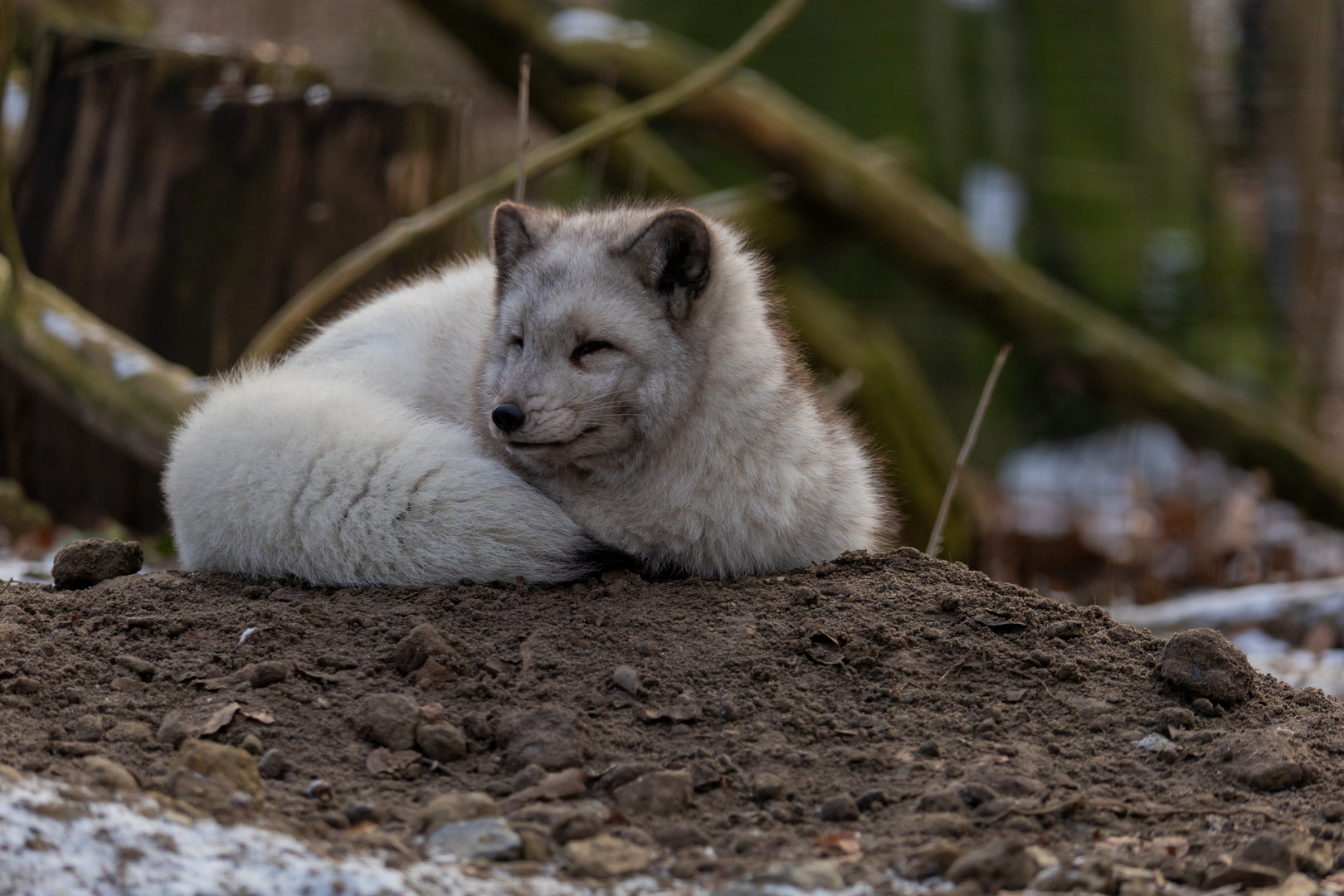 Polarfuchs