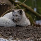 Polarfuchs