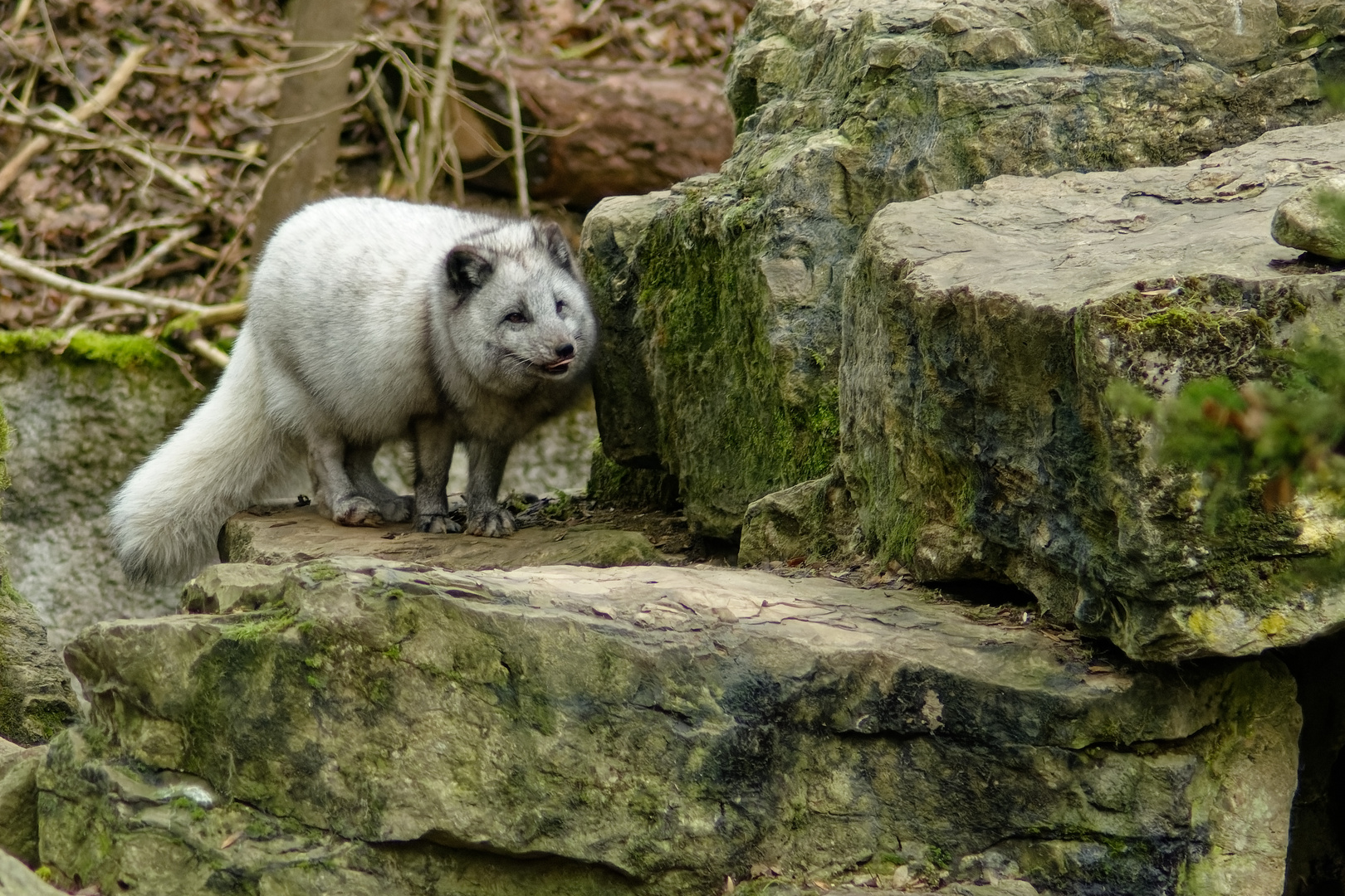 Polarfuchs 