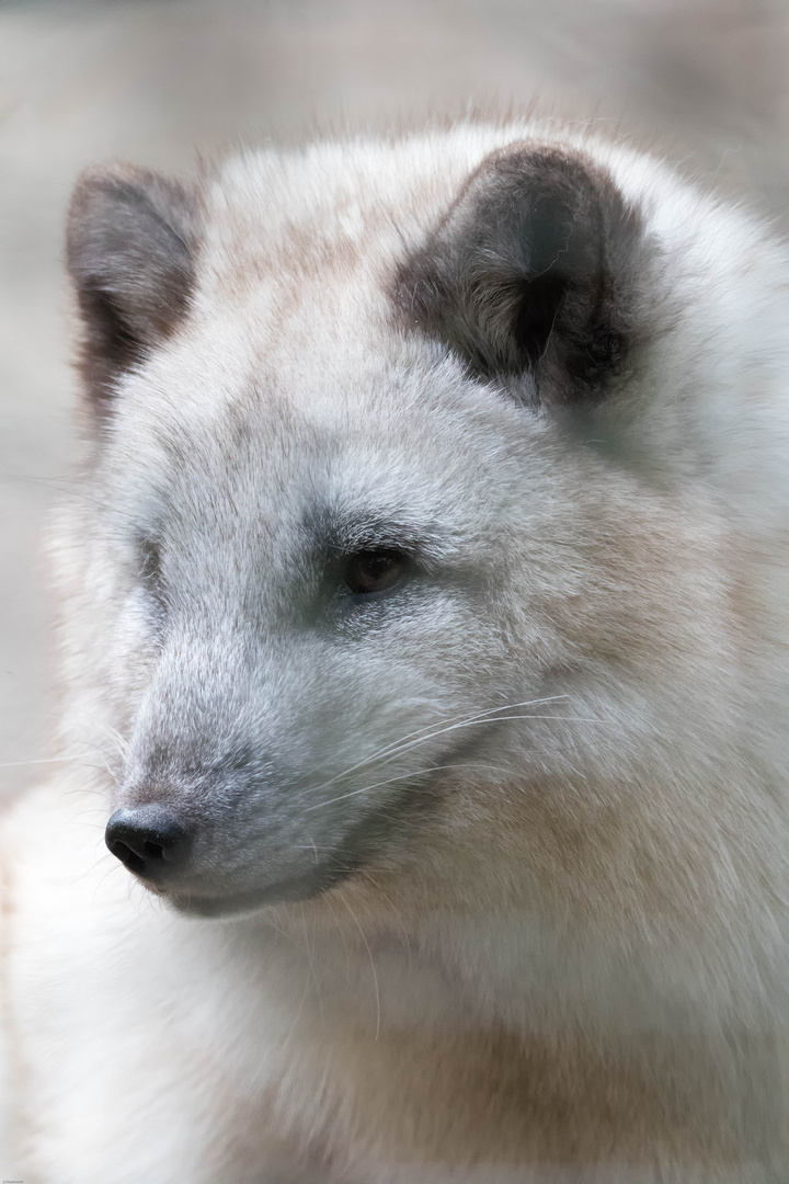 Polarfuchs