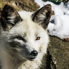 Polarfuchs