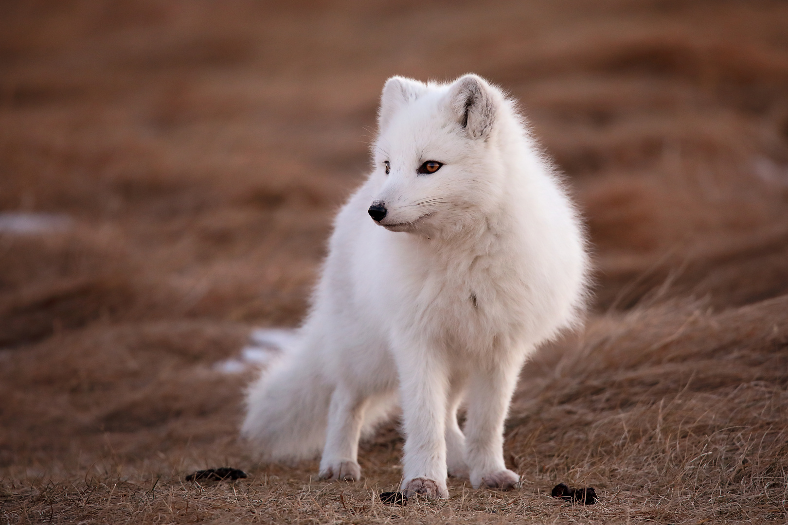 Polarfuchs