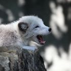 Polarfuchs