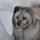 Polarfuchs