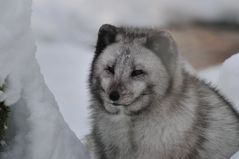 Polarfuchs