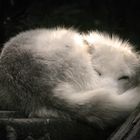 polarfuchs