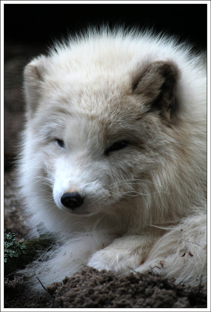 Polarfuchs