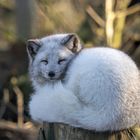 Polarfuchs