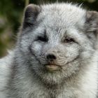 Polarfuchs 