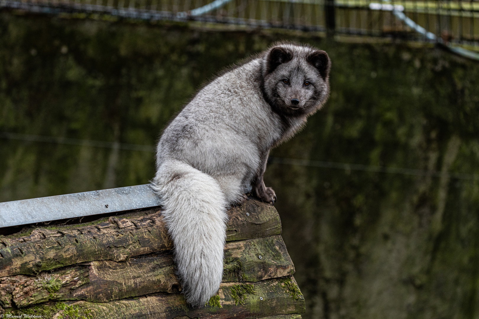 Polarfuchs