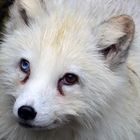 Polarfuchs