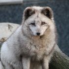 Polarfuchs