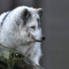 Polarfuchs