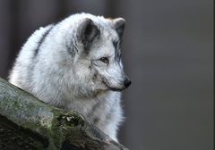 Polarfuchs