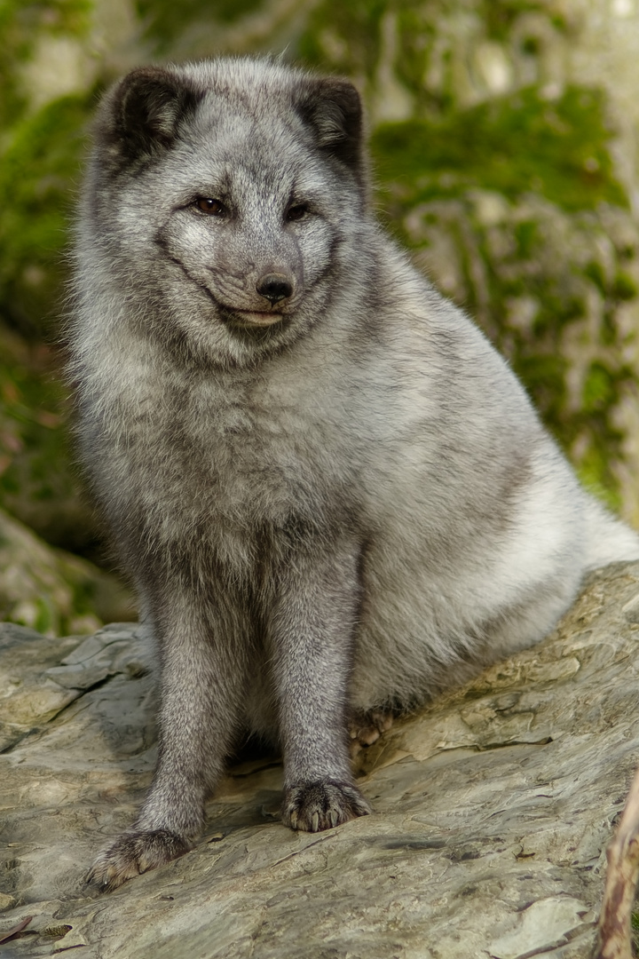 Polarfuchs 