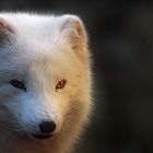 Polarfuchs