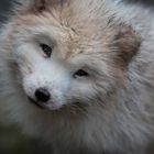 Polarfuchs