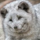 Polarfuchs