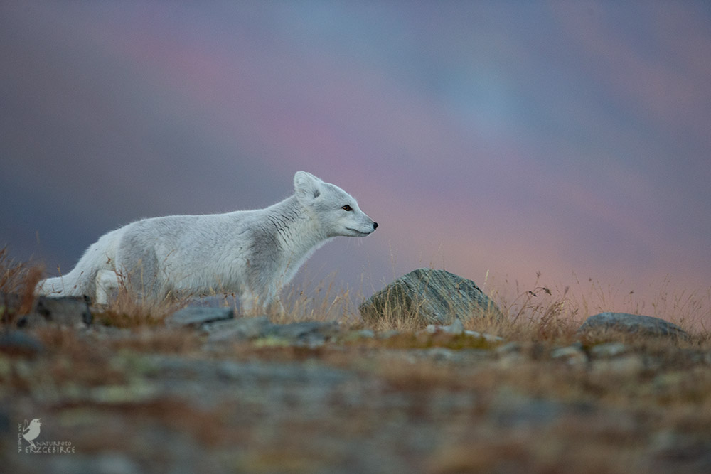 Polarfuchs 