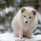 Polarfuchs