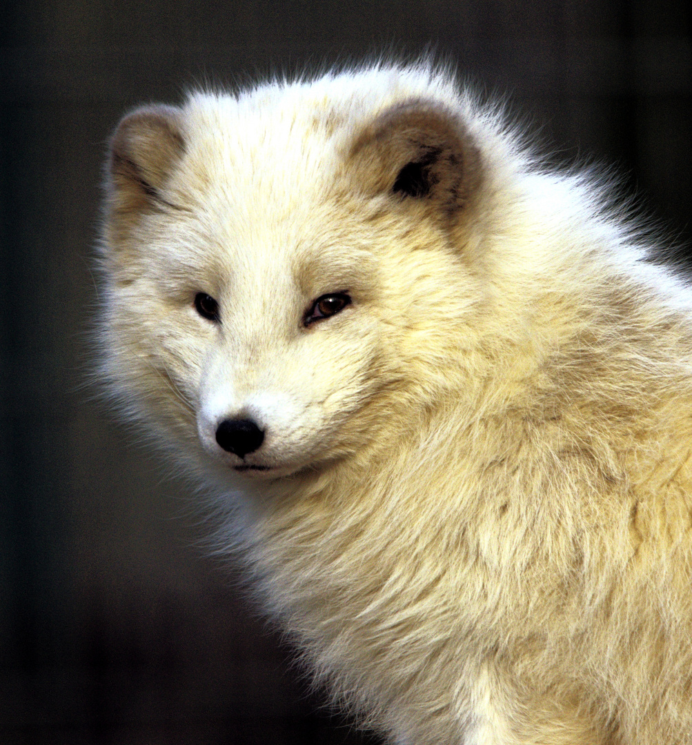 Polarfuchs