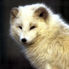 Polarfuchs