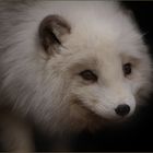 Polarfuchs