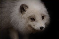 Polarfuchs