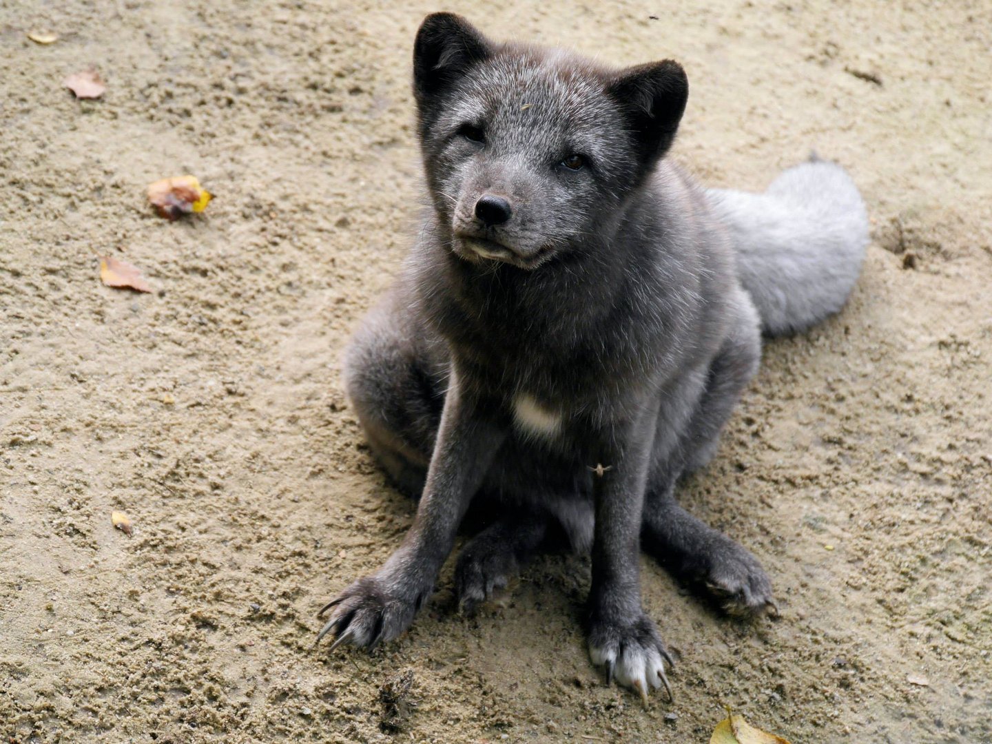 Polarfuchs