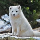 Polarfuchs