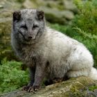 Polarfuchs 