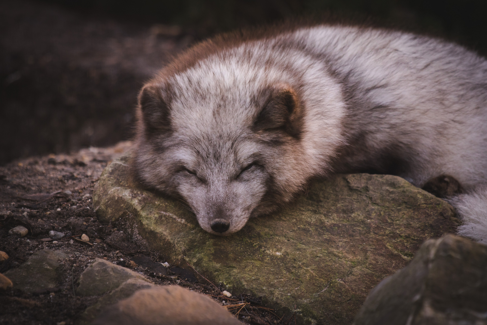 Polarfuchs