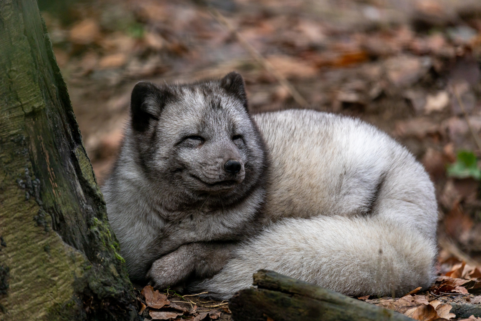 Polarfuchs